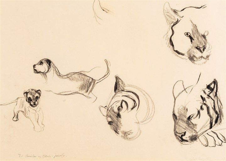Løvestudier, 1972
